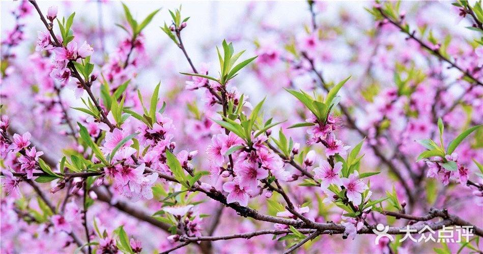阳春三月里的桃花