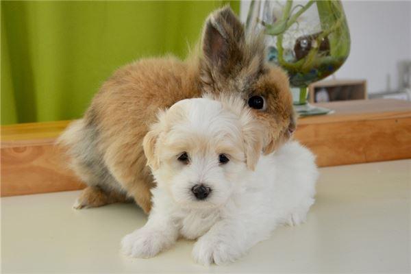 兔子和狗属相合不合