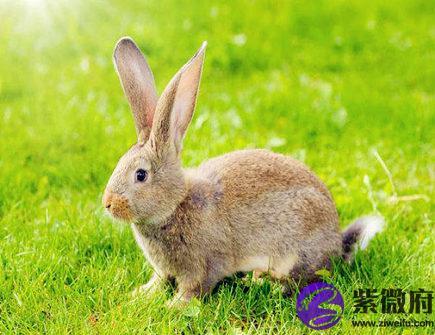 三月出生属兔人的运势 - 三月出生属兔人的性格-紫微府