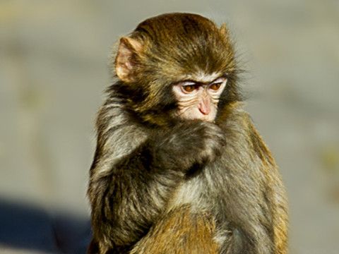 对于属猴的人来说他们不仅性格上非常聪明能干,事业心非常强,而且